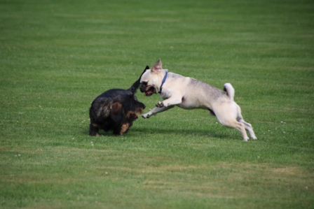 Hundewiese Eickhorst